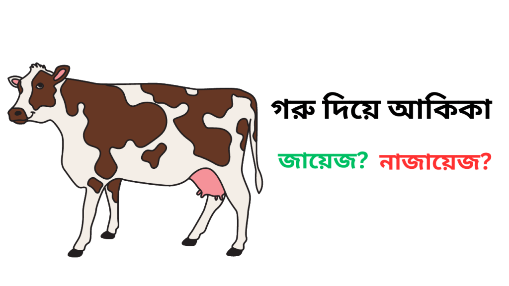 গরু দিয়ে আকিকা দেওয়ার নিয়ম